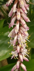 Cordyline