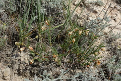 Zygophyllum pinnatum