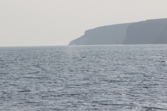 Eschrichtius robustus