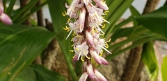 Cordyline