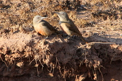 Geocolaptes olivaceus