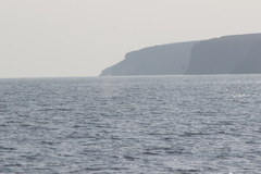 Eschrichtius robustus