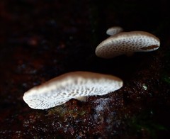 Panellus luxfilamentus