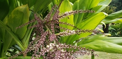 Cordyline