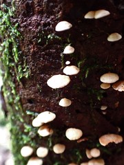 Panellus luxfilamentus