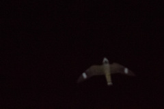 Chordeiles gundlachii