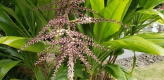 Cordyline