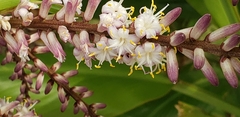 Cordyline