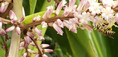Cordyline