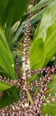 Cordyline