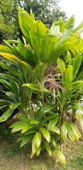 Cordyline
