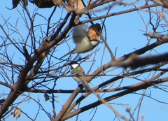 Parus minor