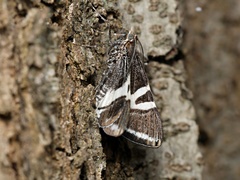 Phrataria bijugata