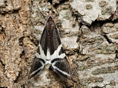 Phrataria bijugata