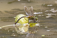 Anax gibbosulus