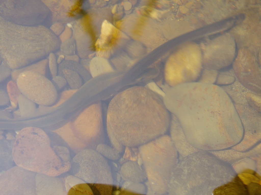Far Eastern Brook Lamprey