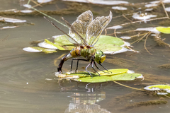 Anax gibbosulus