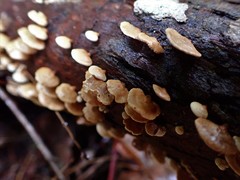 Panellus luxfilamentus