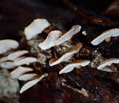 Panellus luxfilamentus