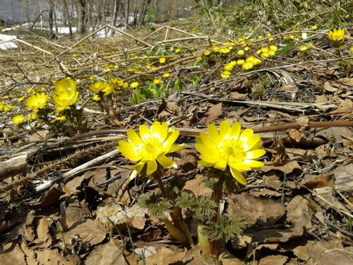 Adonis amurensis iNat (2)