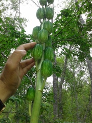 Cardiocrinum cordatum