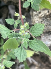 Forsskaolea viridis