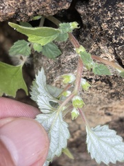 Forsskaolea viridis