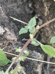Forsskaolea viridis