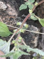 Forsskaolea viridis