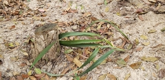 Dianella ensifolia
