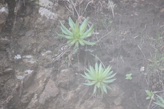 Dudleya candelabrum