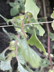Forsskaolea viridis
