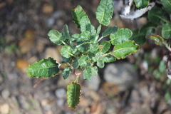 Eriogonum grande