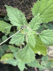 Forsskaolea viridis