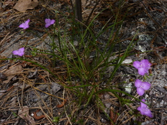 Callisia graminea