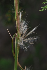 Andropogon virginicus virginicus