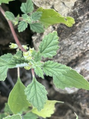 Forsskaolea viridis