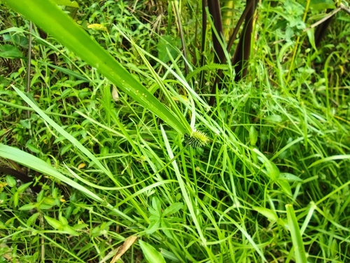 Kyllinga brevifolia image