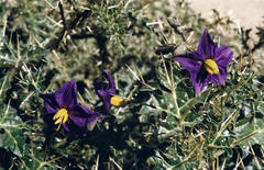 Solanum virginianum