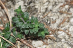 Hedeoma reverchonii serpyllifolia