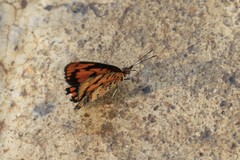 Byblia anvatara