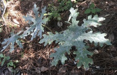 Psacalium peltatum