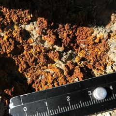 Dufourea karrooensis