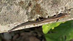 Scincella formosensis