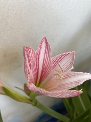Hippeastrum reticulatum