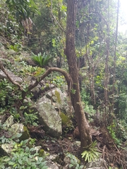 Ehretia acuminata acuminata