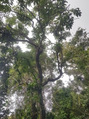 Ehretia acuminata acuminata