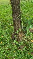 Aristolochia acuminata
