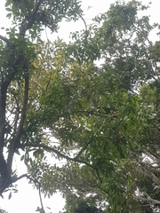 Ehretia acuminata acuminata