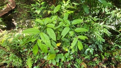 Polyscias diversifolia